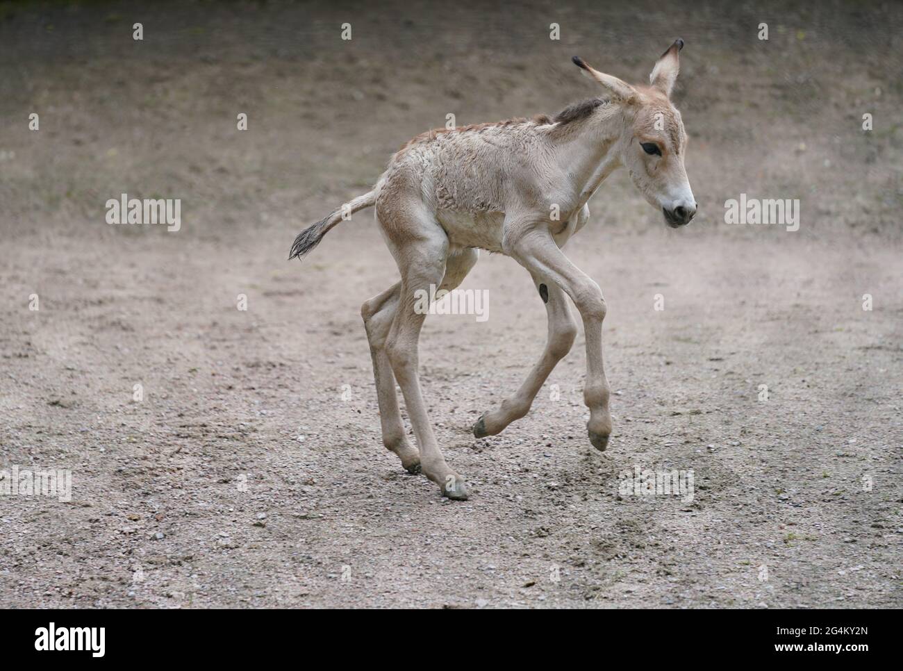 Hamburg, Germany. 22nd June, 2021. A one-day-old onager foal runs through the enclosure at Hagenbeck Zoo. Credit: Marcus Brandt/dpa/Alamy Live News Stock Photo