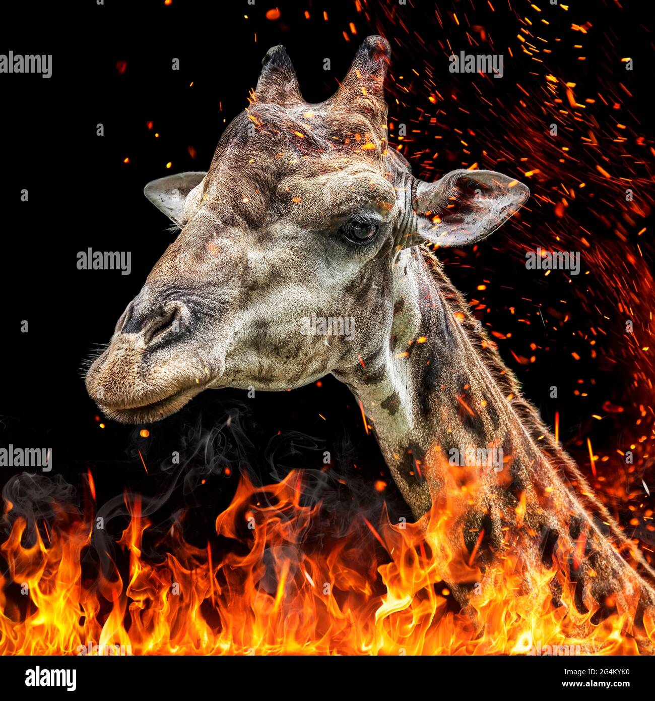 Wildlife in danger illustration - Giraffe in the fire Stock Photo