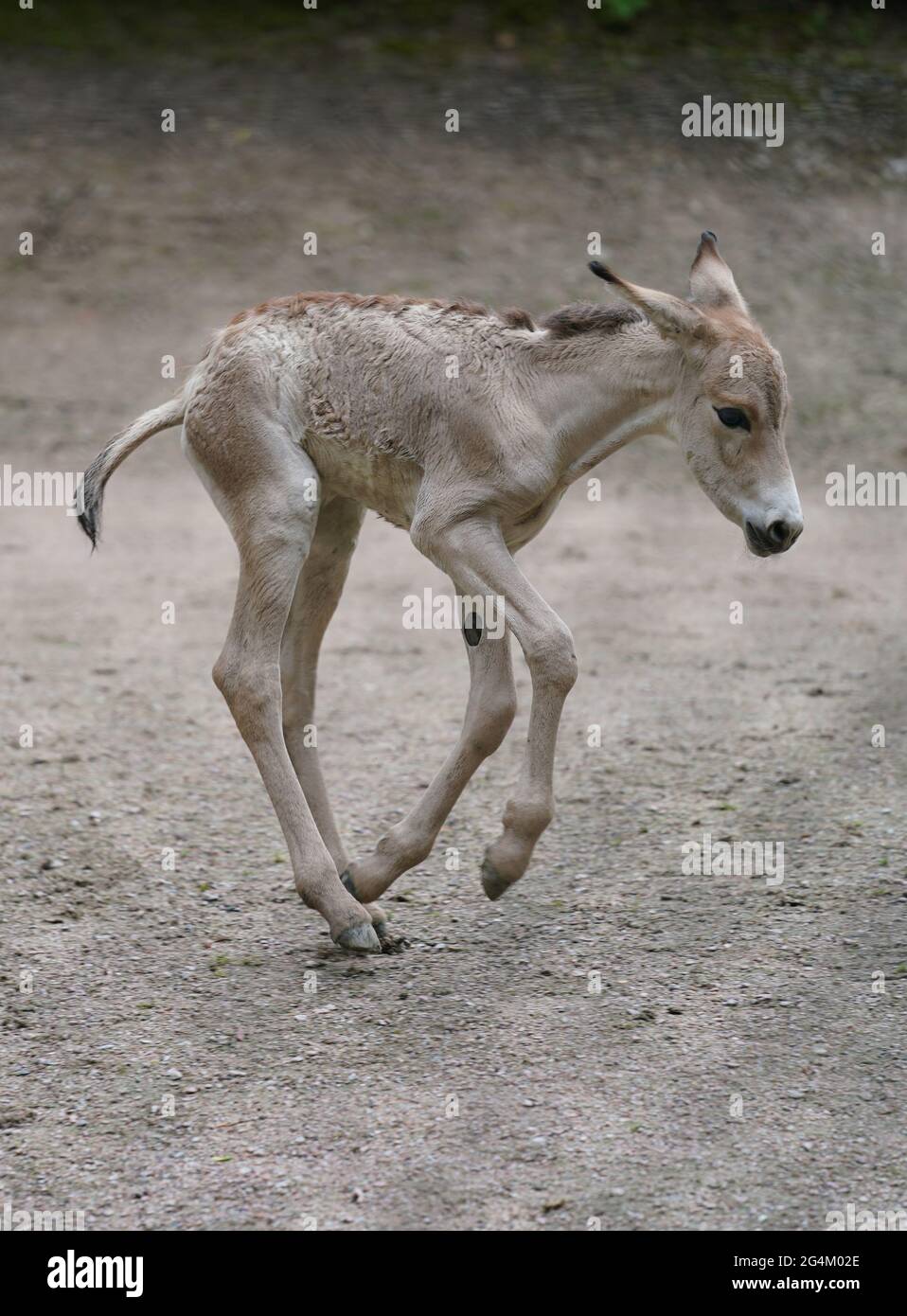 Hamburg, Germany. 22nd June, 2021. A one-day-old onager foal runs through the enclosure at Hagenbeck Zoo. Credit: Marcus Brandt/dpa/Alamy Live News Stock Photo