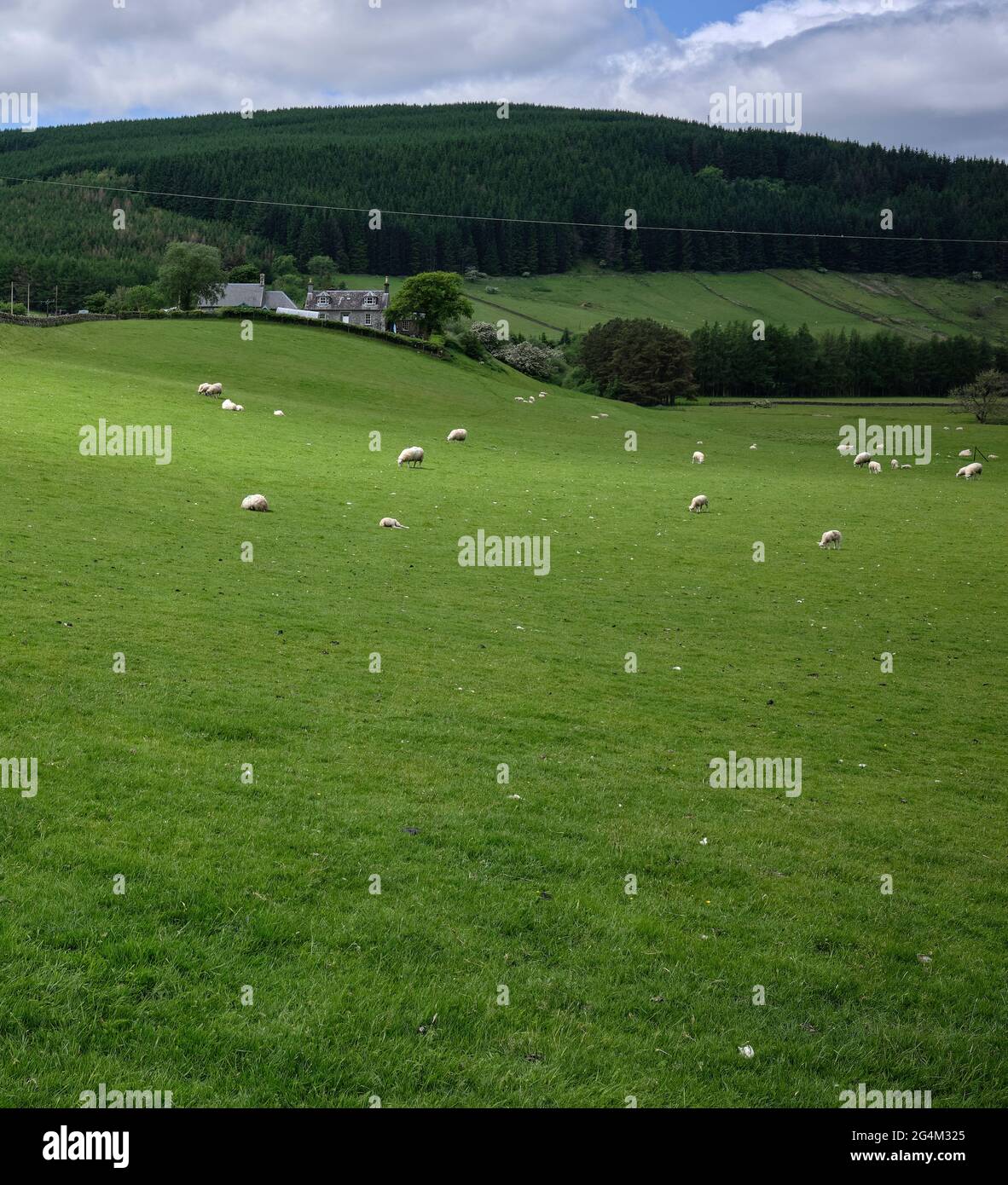 Flock of sheep grazing at Bentpath Stock Photo
