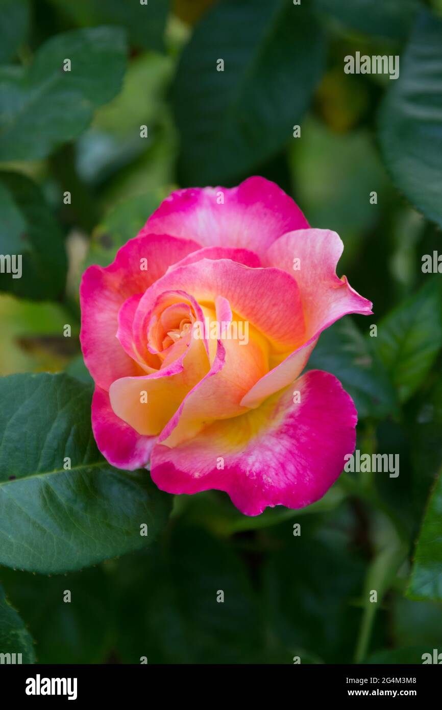 Single Pink rose bloom Stock Photo