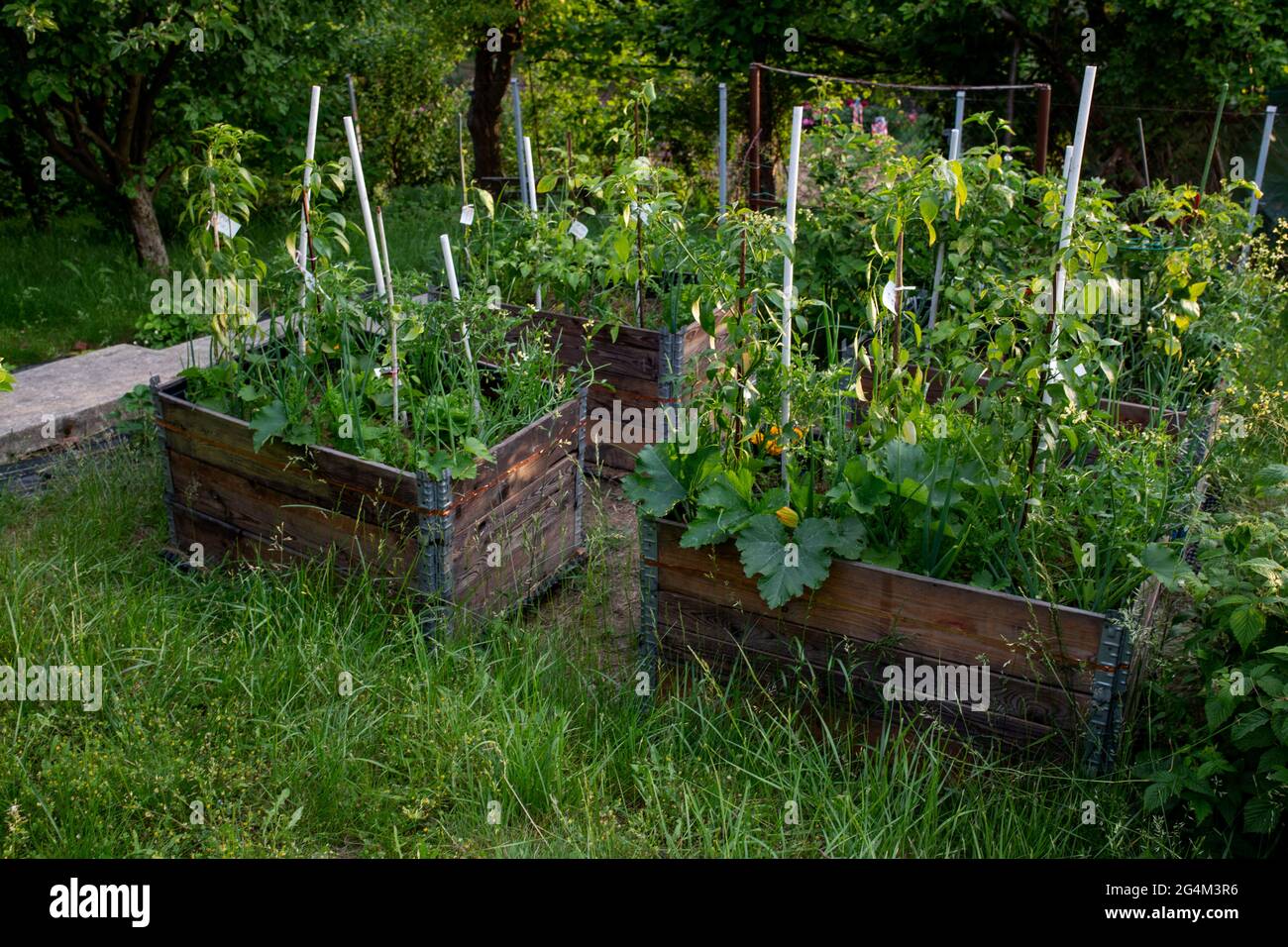 pallet collar self made raised beds in parmacultural garden Stock Photo