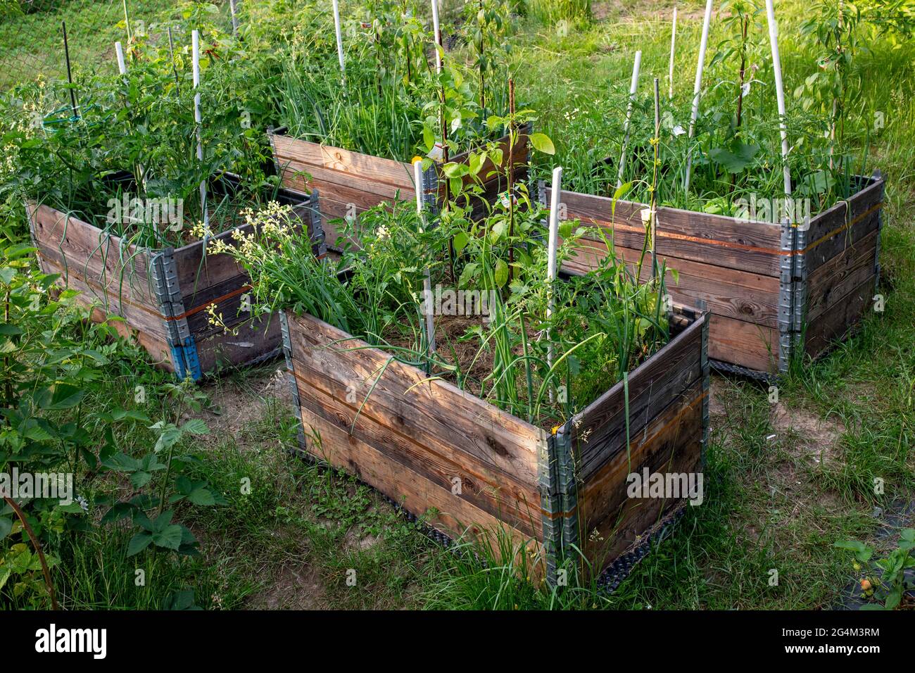 pallet collar self made raised beds in parmacultural garden Stock Photo