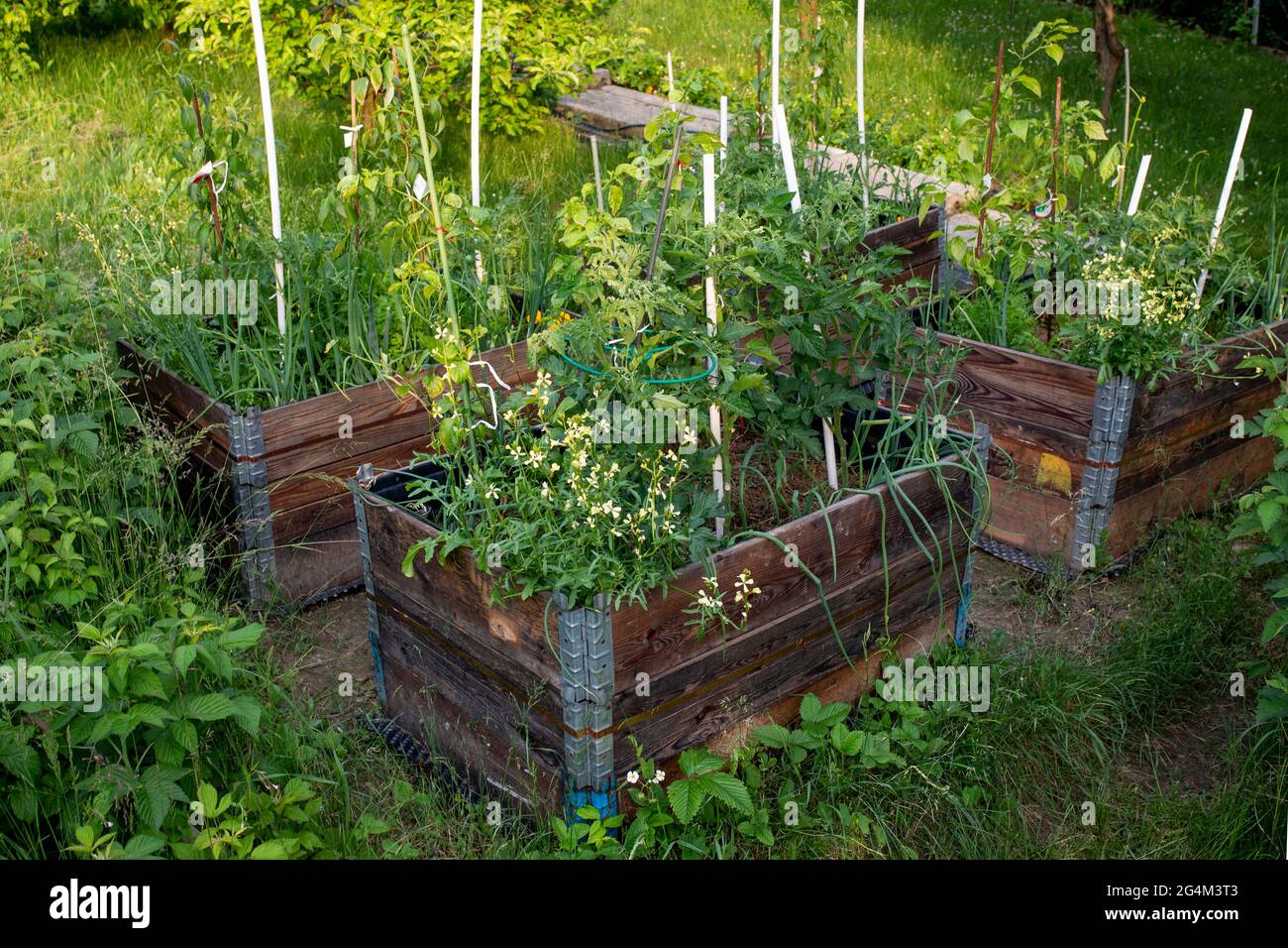 pallet collar self made raised beds in parmacultural garden Stock Photo