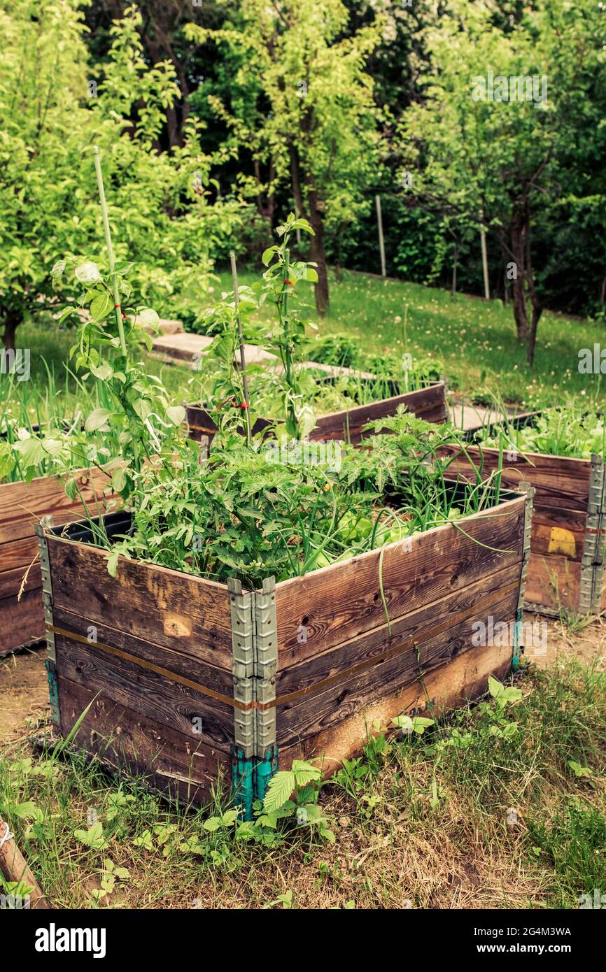pallet collar self made raised beds in parmacultural garden Stock Photo