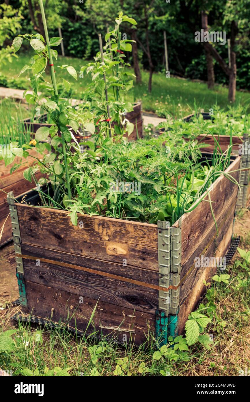 pallet collar self made raised beds in parmacultural garden Stock Photo