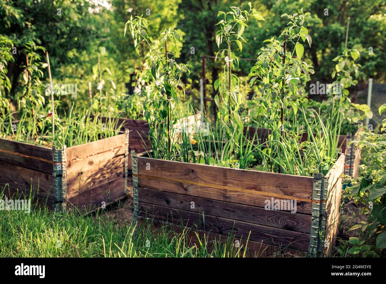 pallet collar self made raised beds in parmacultural garden Stock Photo