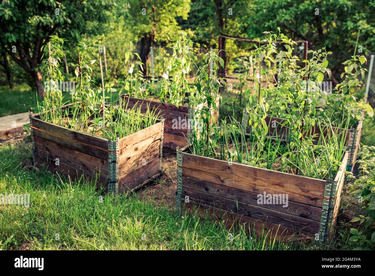 pallet collar self made raised beds in parmacultural garden Stock Photo