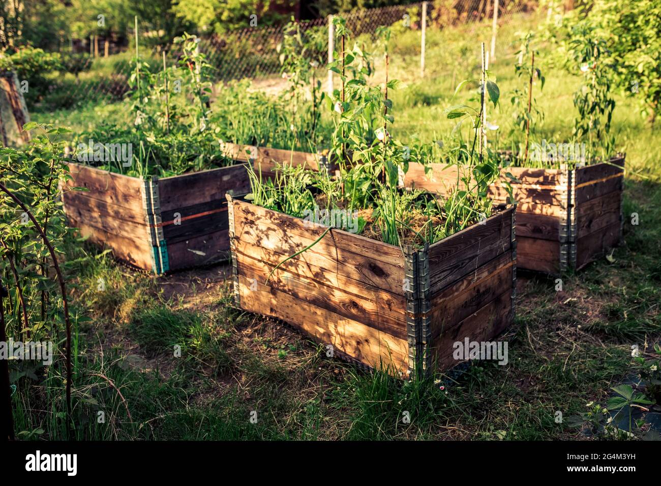 pallet collar self made raised beds in parmacultural garden Stock Photo Alamy