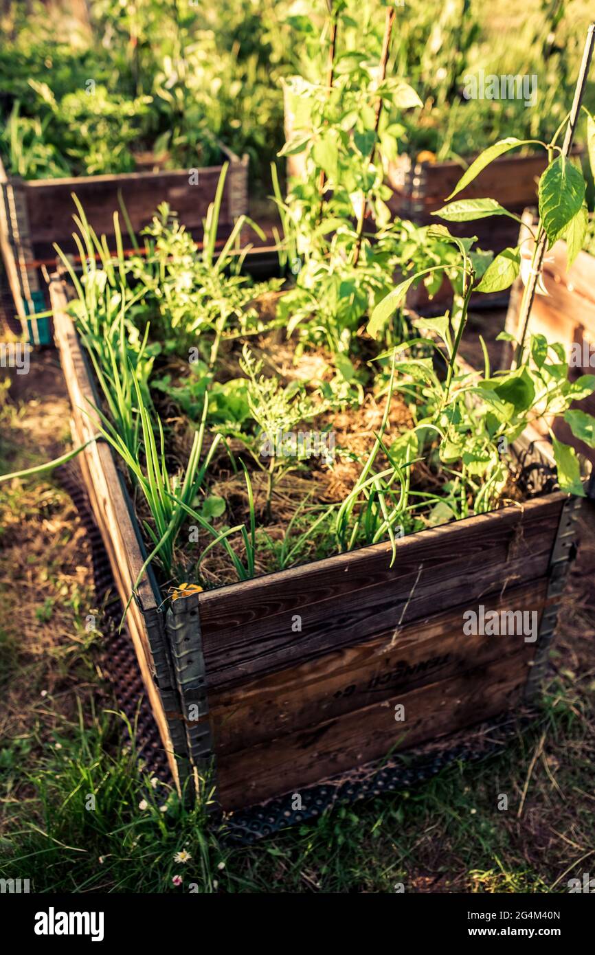 pallet collar self made raised beds in parmacultural garden Stock Photo