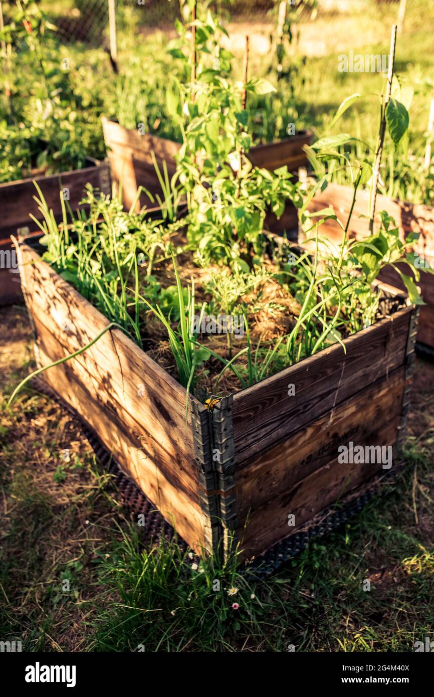 pallet collar self made raised beds in parmacultural garden Stock Photo Alamy