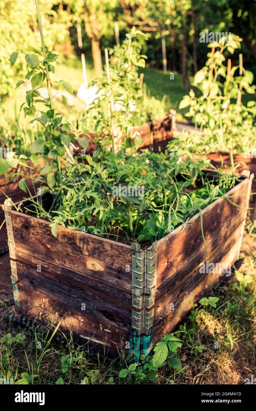 pallet collar self made raised beds in parmacultural garden Stock Photo