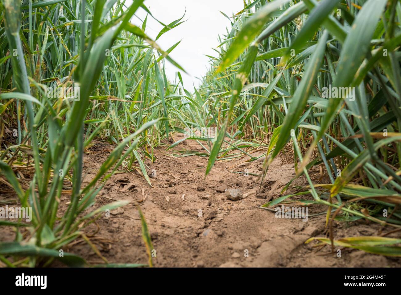 Wheat crop growing in hard dry conditions. Stock Photo