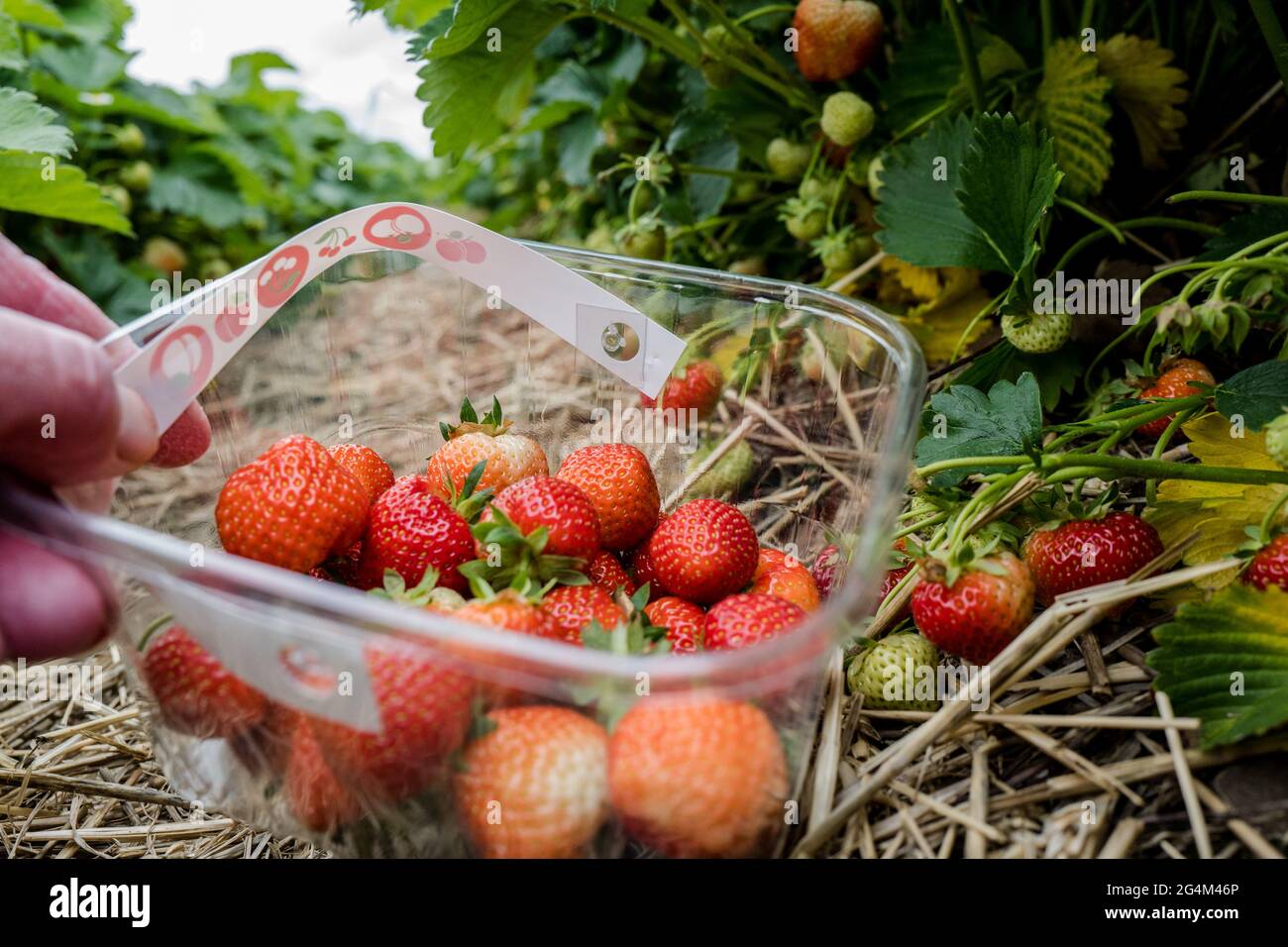 Pick your own strawberry fruit farm Stock Photo Alamy