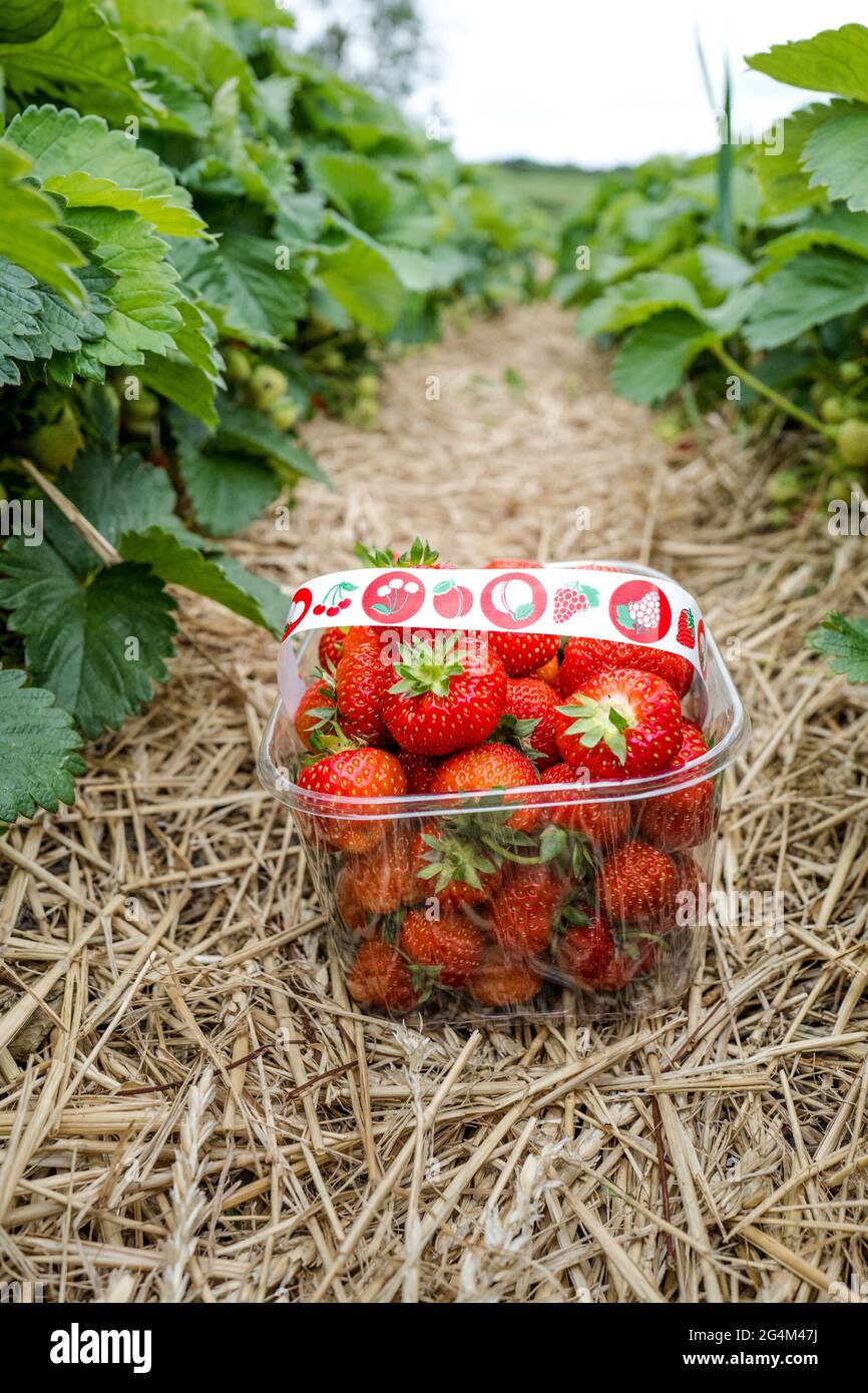 A plastic punnet of freshly picked strawberries Stock Photo - Alamy