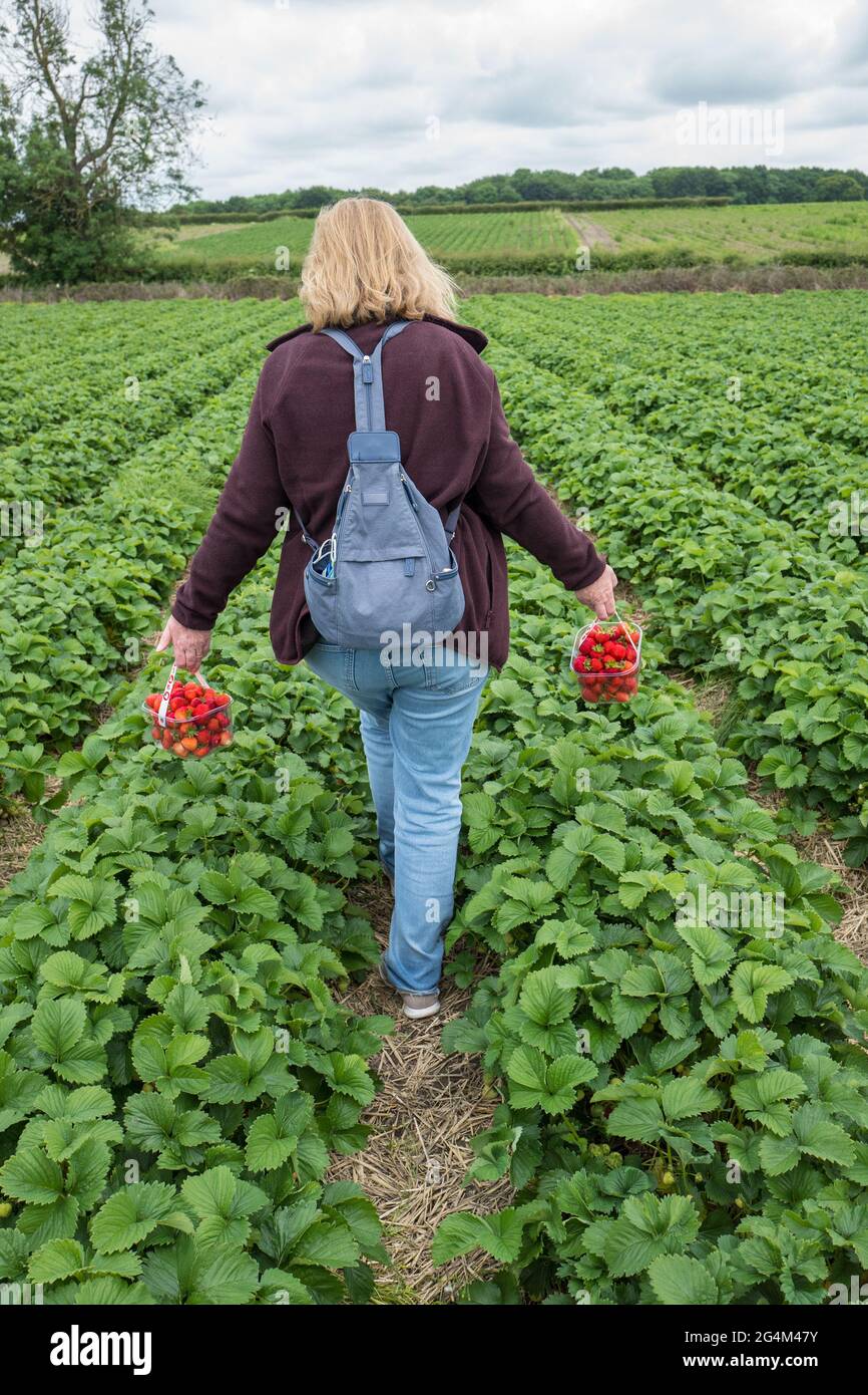 Pick your own strawberry fruit farm Stock Photo - Alamy