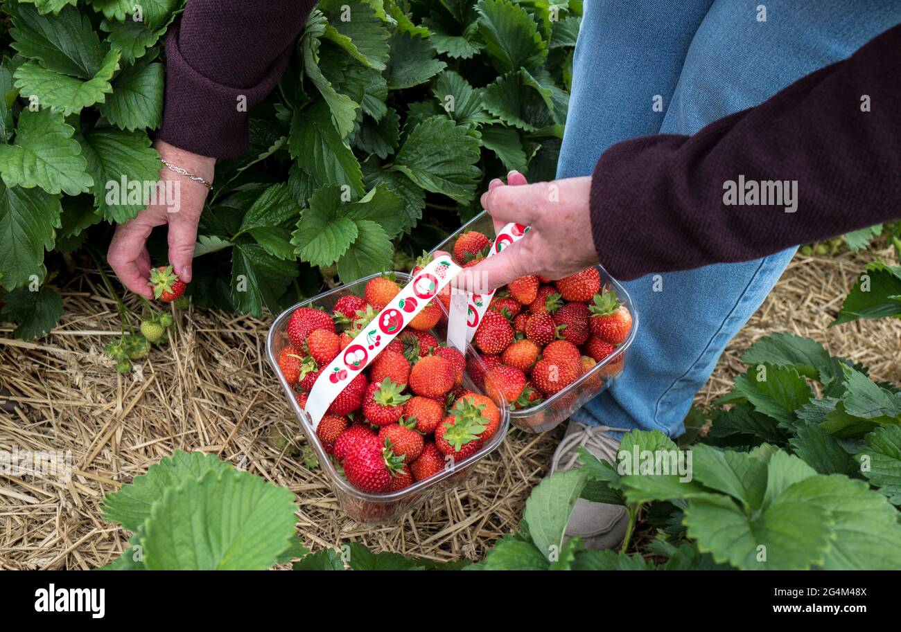 Pick your own strawberry fruit farm Stock Photo Alamy