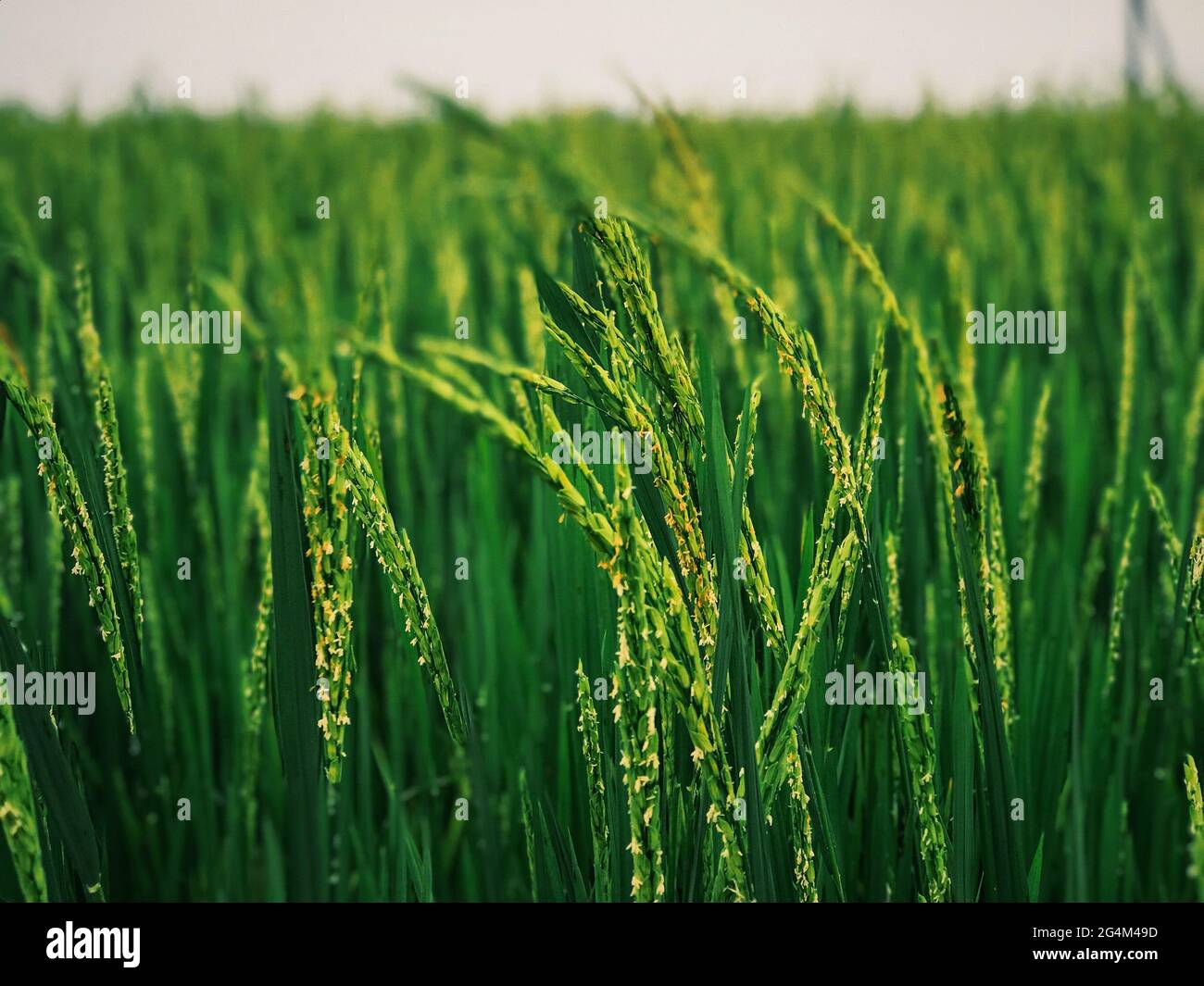 Vietnamese rice field close up Stock Photo - Alamy