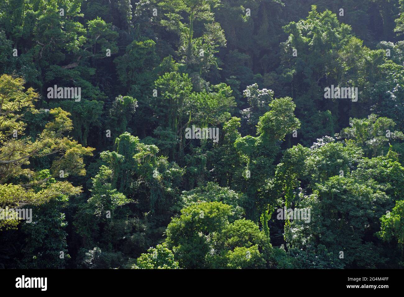 FRANCE. MARTINIQUE. PRECHEUR GRAND RIVIERE FOREST Stock Photo Alamy