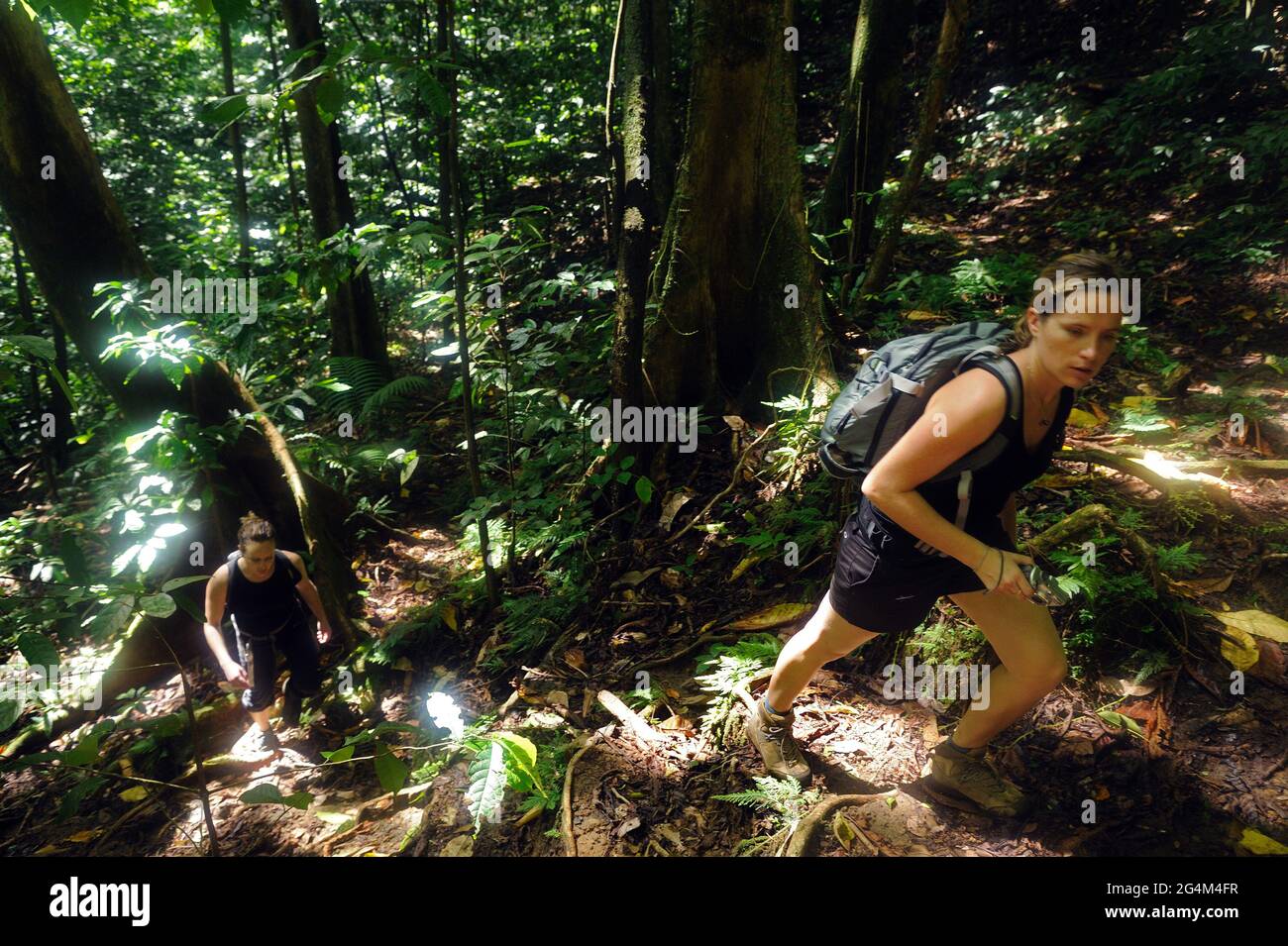 FRANCE. MARTINIQUE. HIKERS IN TROPICAL RAIN FOREST Stock Photo