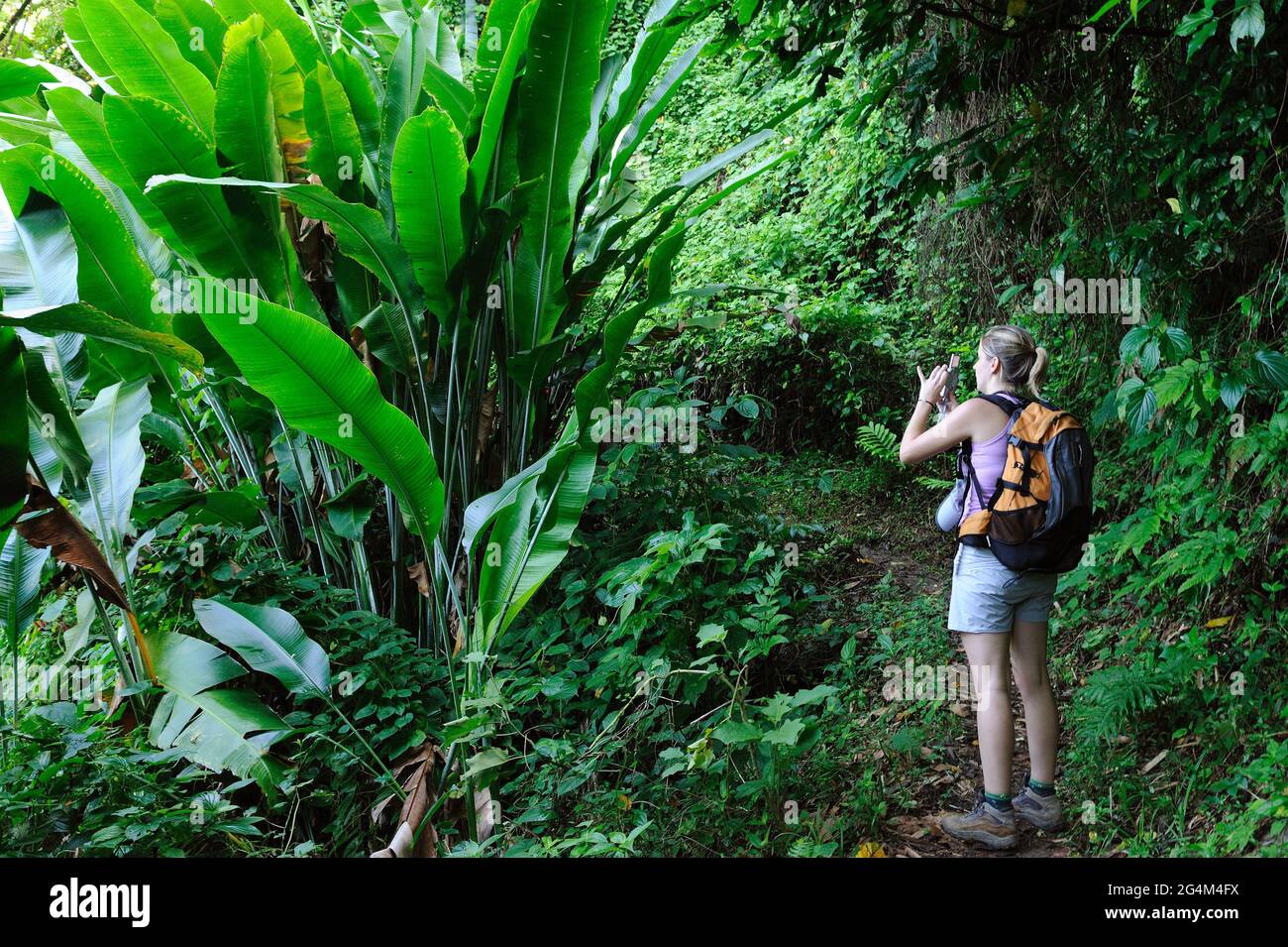 FRANCE. MARTINIQUE. HAKER IN TROPICAL FOREST Stock Photo