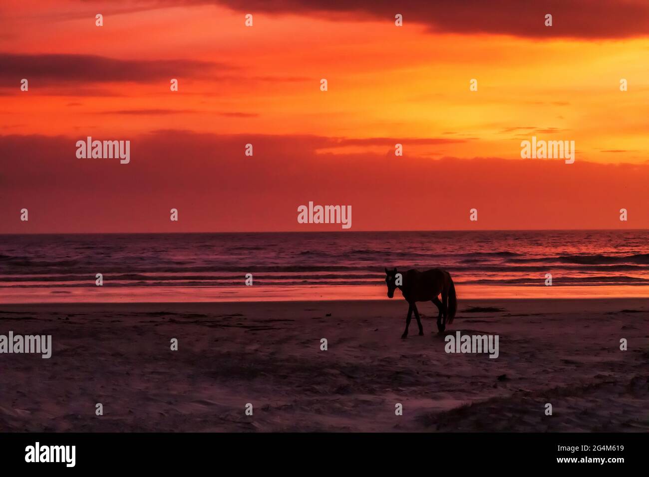 Wild Horse (Equus feral) walking on the shoreline at sunrise on Cumberland Island National Seashore, Georgia Stock Photo
