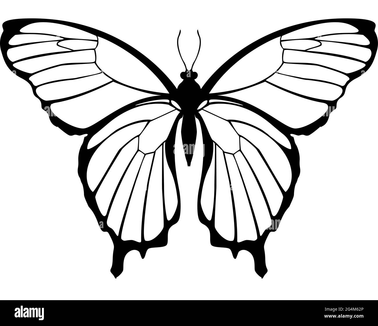 Butterfly black and white illustration symmetrical top view Stock Butterfly black and white illustration symmetrical top view Stock