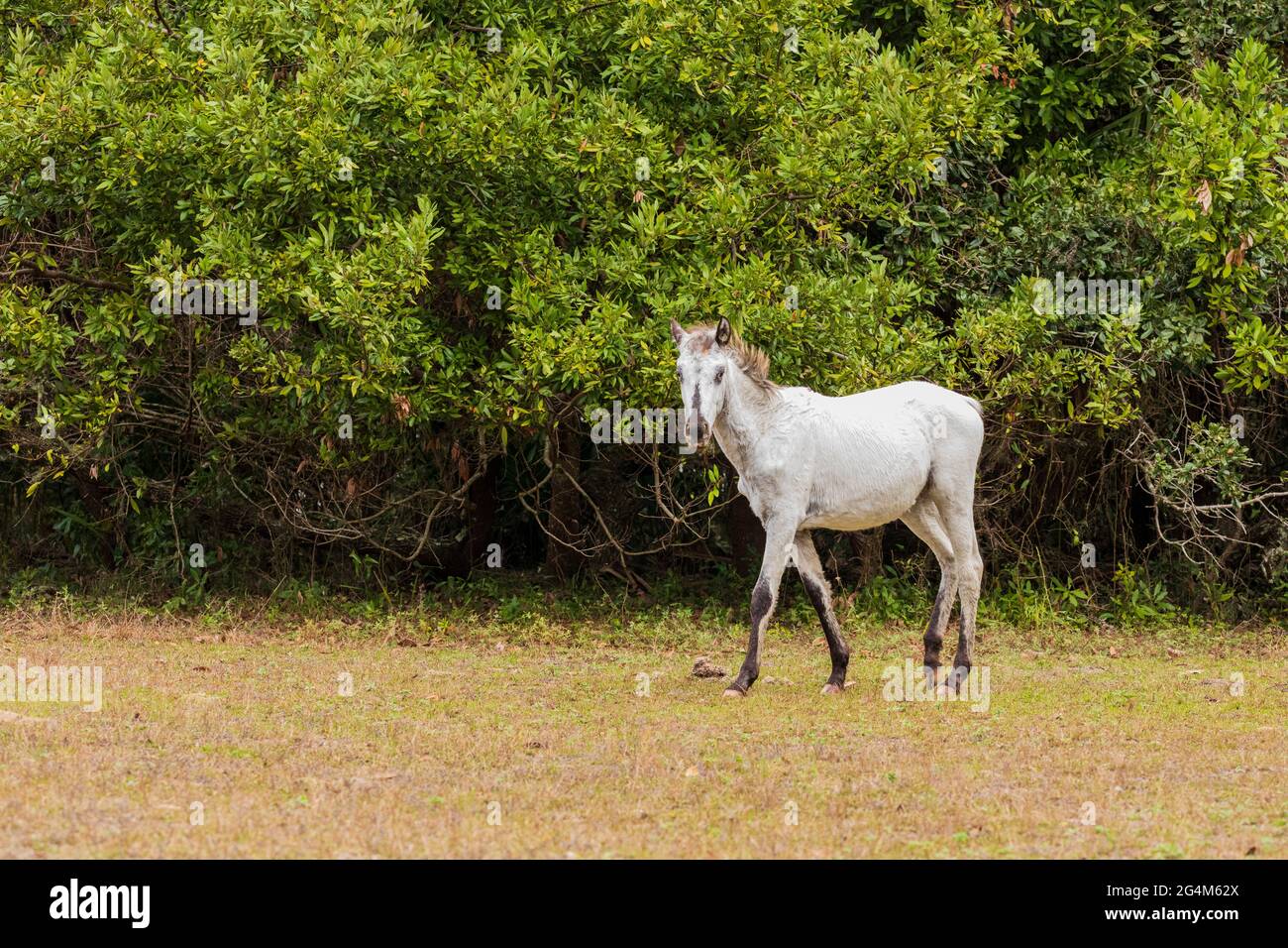 Wild Horse (Equus feral) on Cumberland Island National Seashore