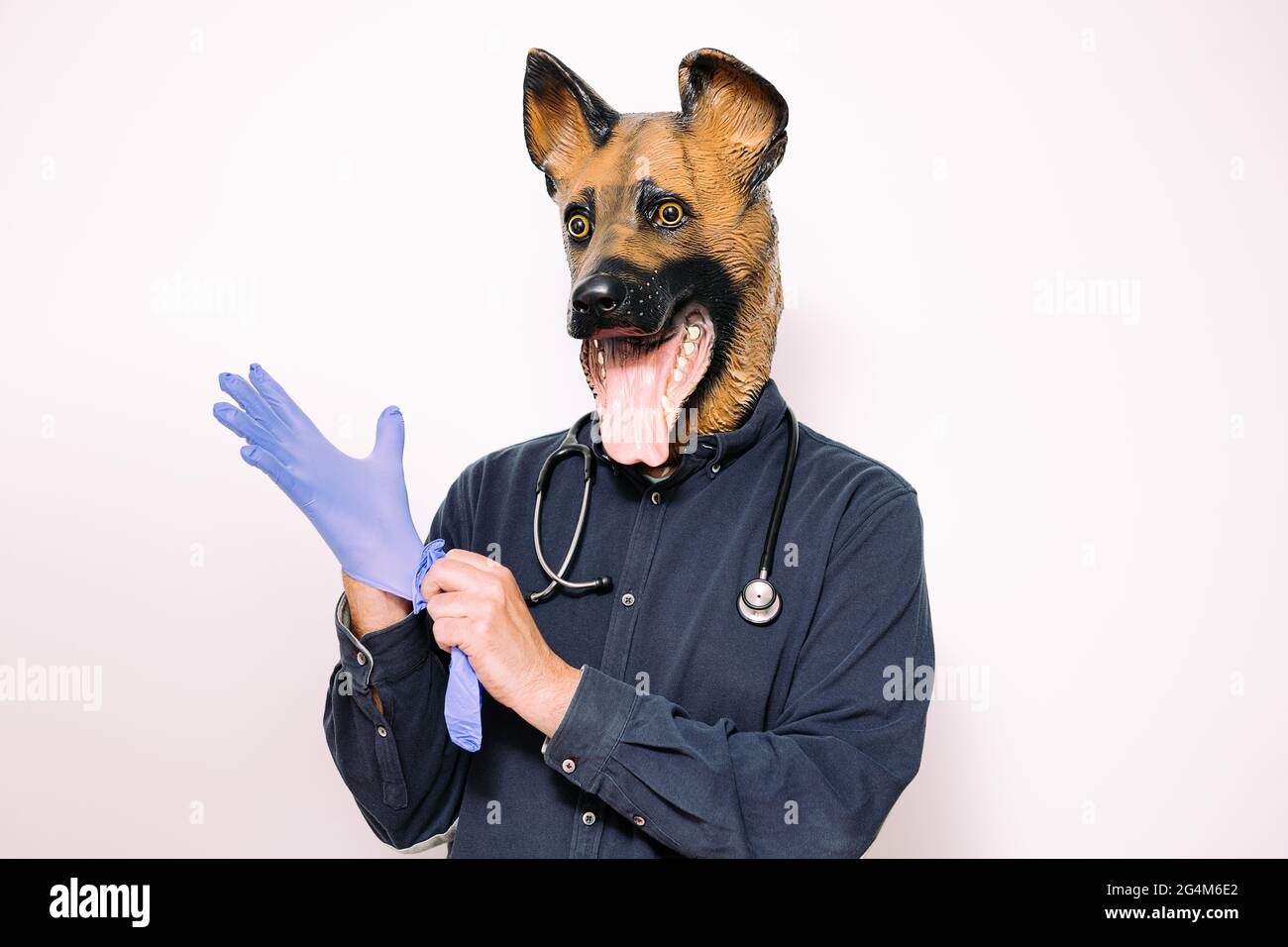 person with a dog mask and a stethoscope on his neck wearing latex gloves on white background, concept of a reliable veterinarian for your pet Stock Photo