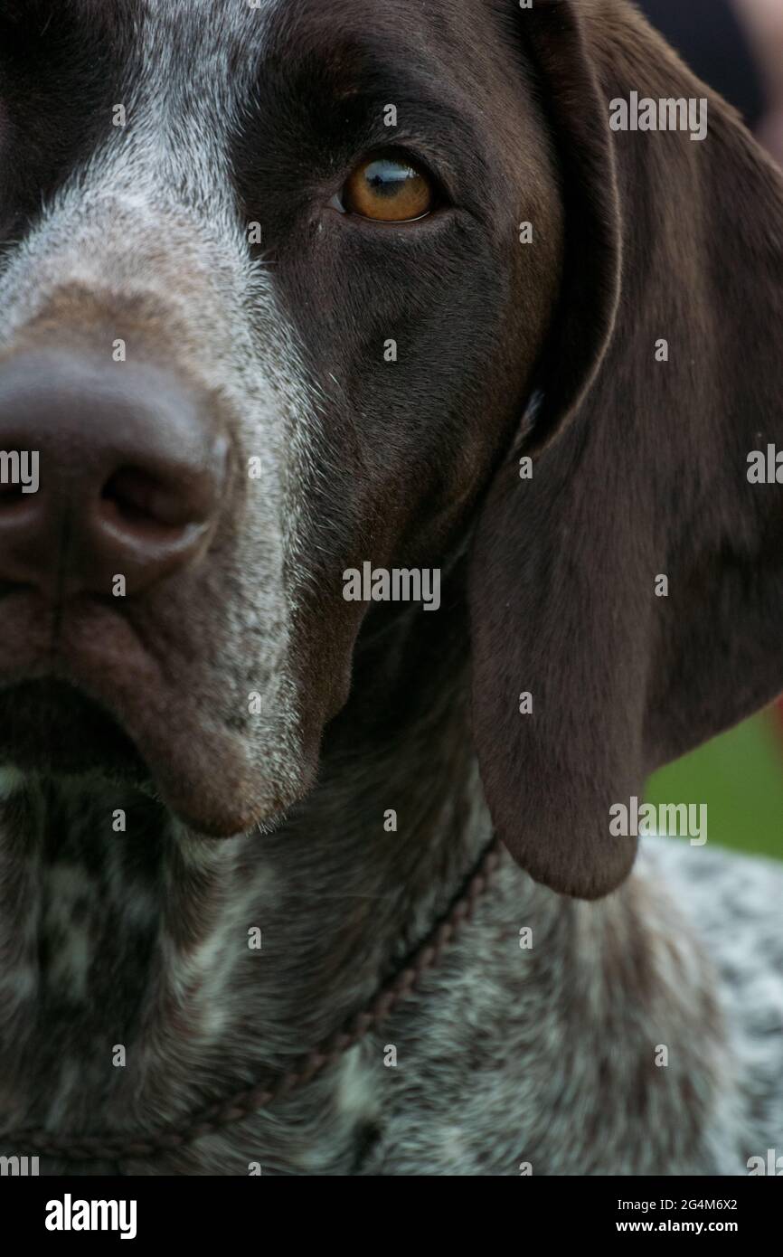 German Shorthair Pointer Close Up Stock Photo