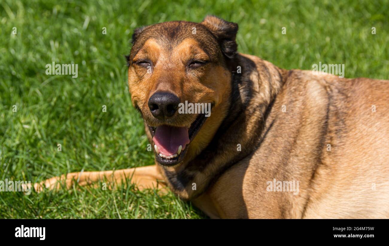 Closeup shot of a smiling brown dog sitting on the grass Stock Photo ...