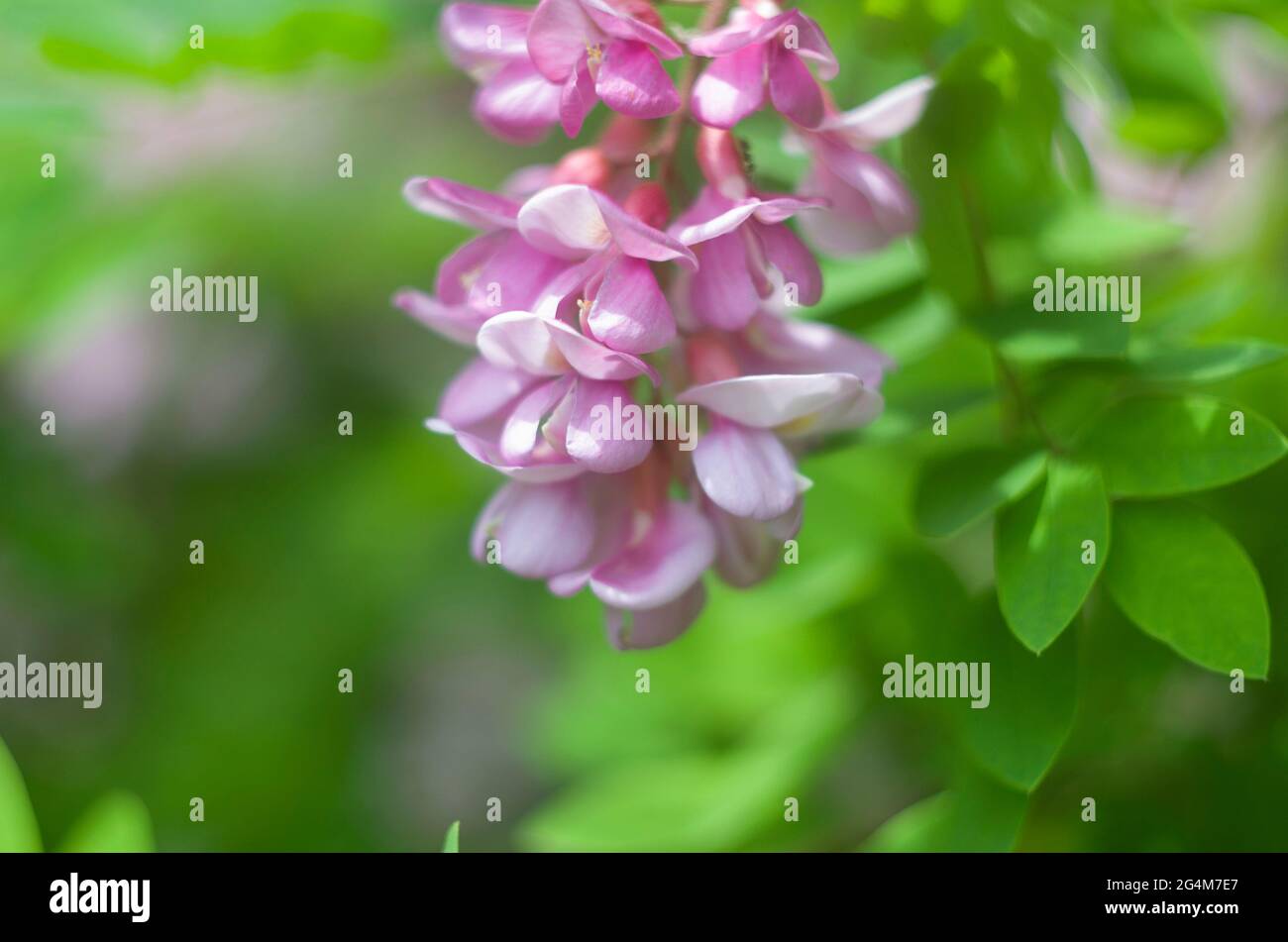 Acacia pink flower bush on a roaring background. Floral summer photo. Stock Photo