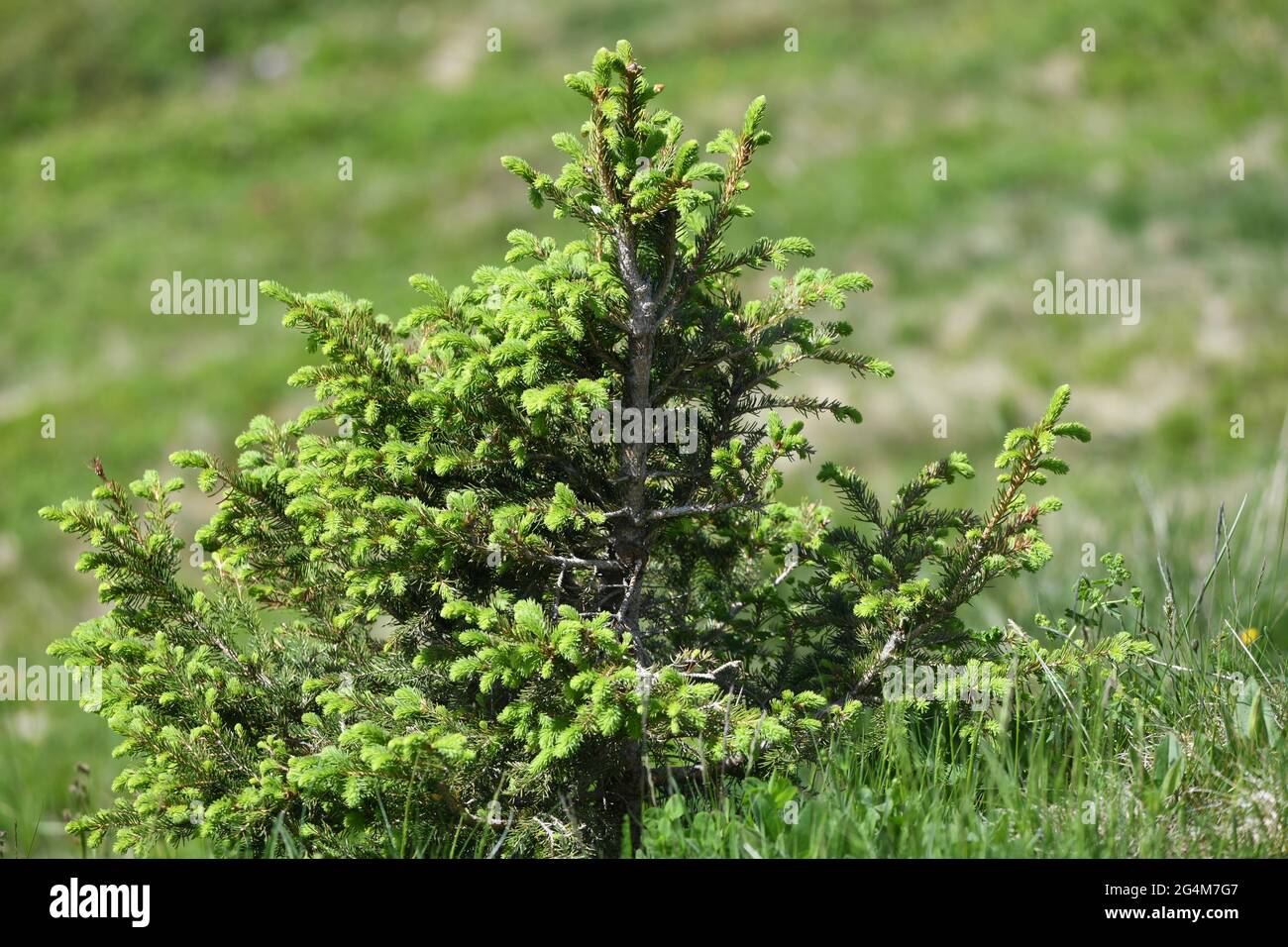Abtes - Kleine Tanne mit jungen hellgrünen Triebspitzen im Hochgebirge Stock Photo