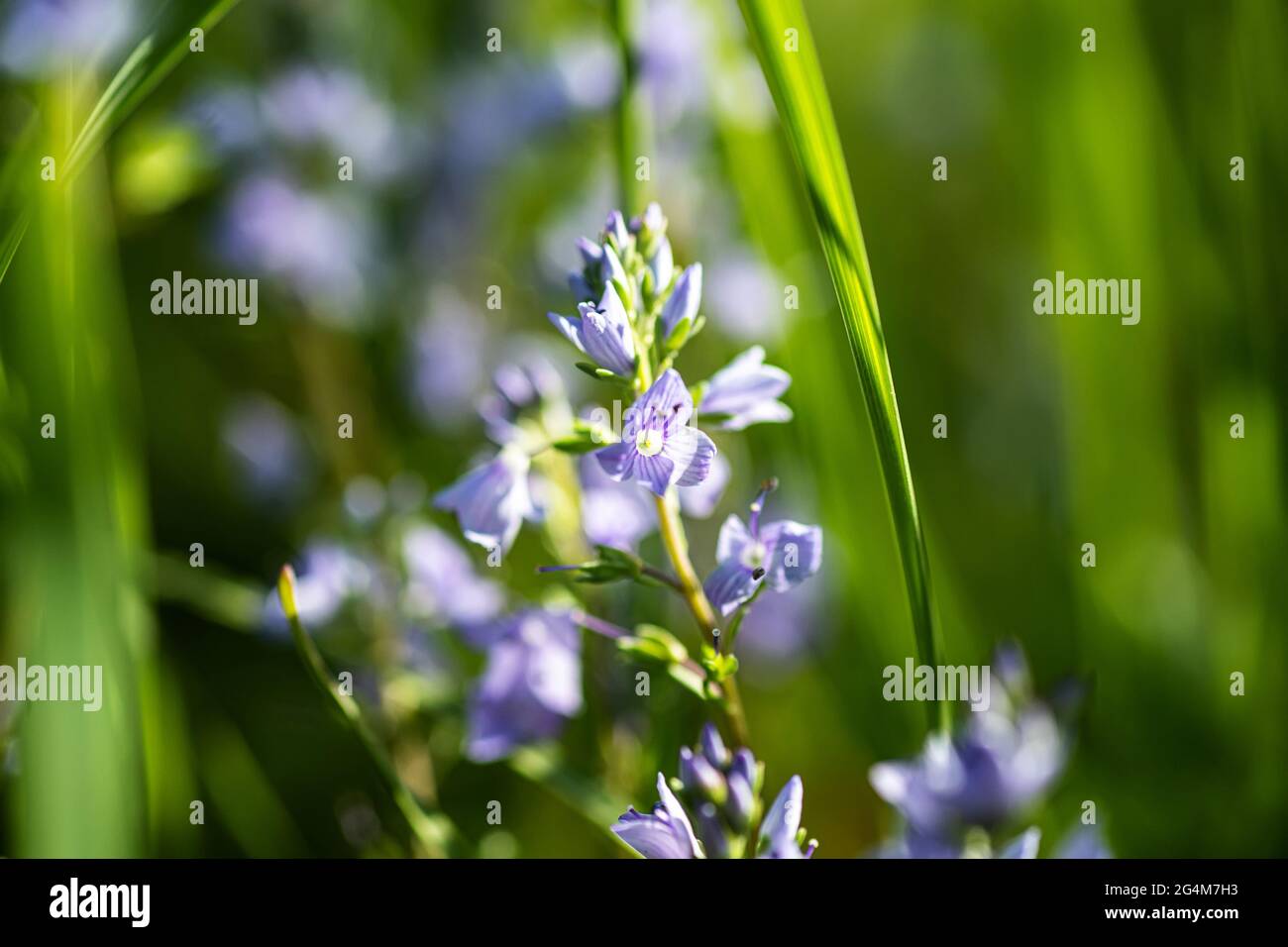 Veronica austriaca purple small flowers in meadow in summer. Blossoming against background of green grass. Collecting medicinal plants. Ingredients fo Stock Photo