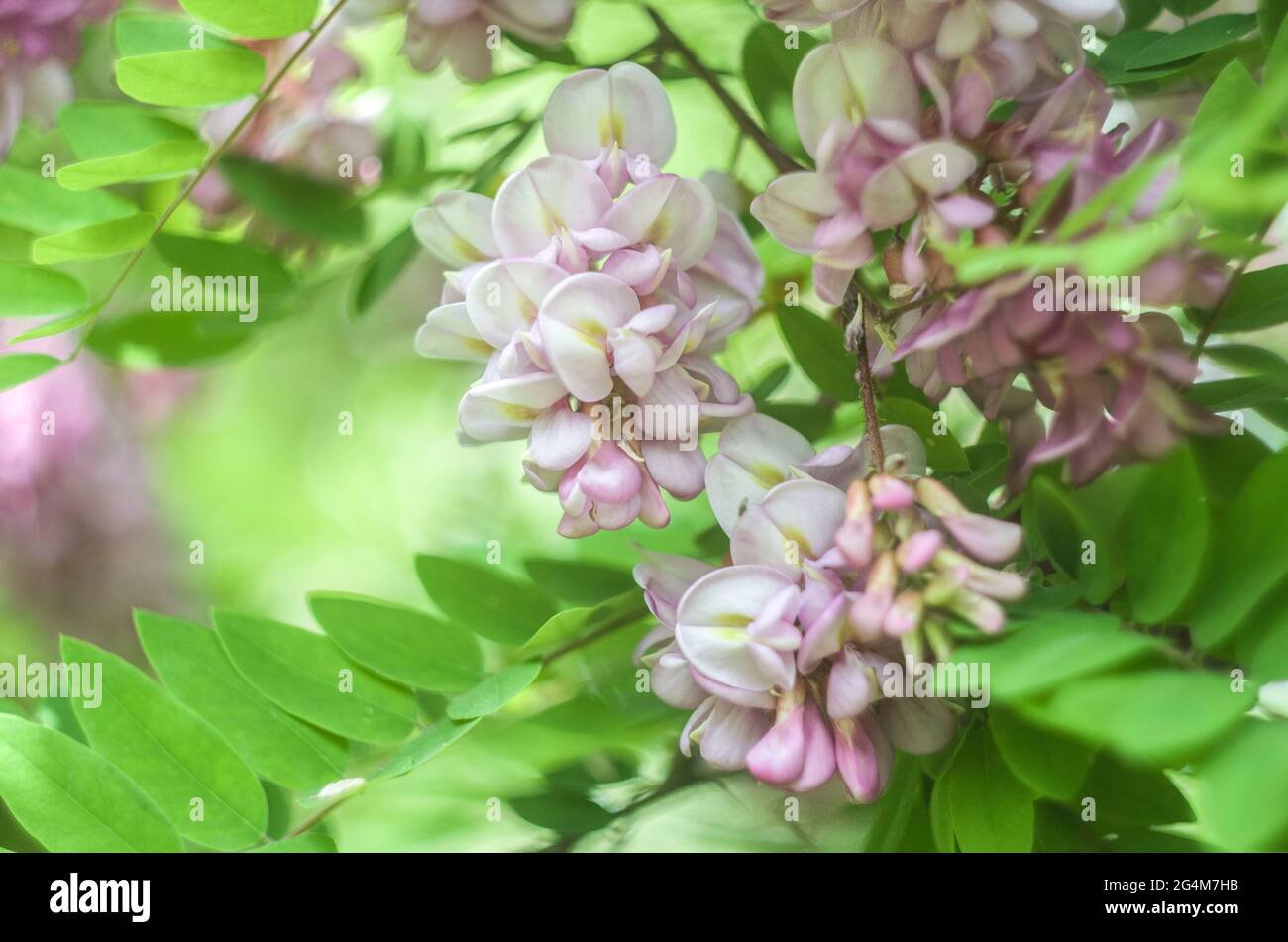 Acacia pink flower bush on a roaring background. Floral summer photo. Stock Photo