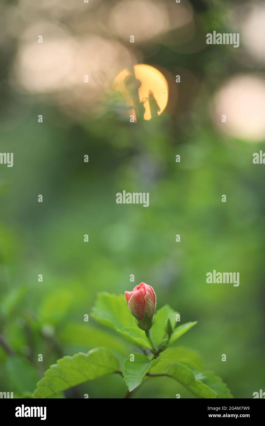 This is flower images Beautiful Portrait of Rose Flower in a soft green blurry background in natural light Stock Photo