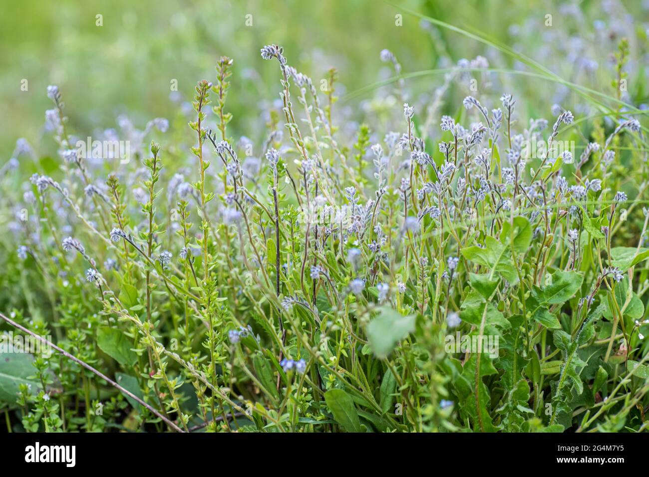 Myosotis stricta, strict forget-me-not and blue scorpion grass blue flowers of ingreen field with flowers of same species Stock Photo