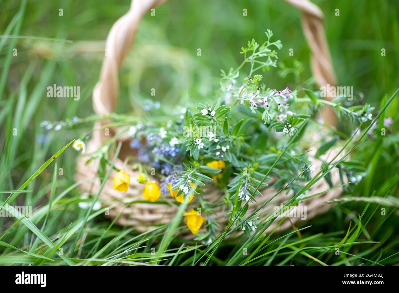bouquet of medicinal plants in basket. Fumaria officinalis, Myosotis stricta, Ranunculus repens collected for the preparation of potions and infusions Stock Photo