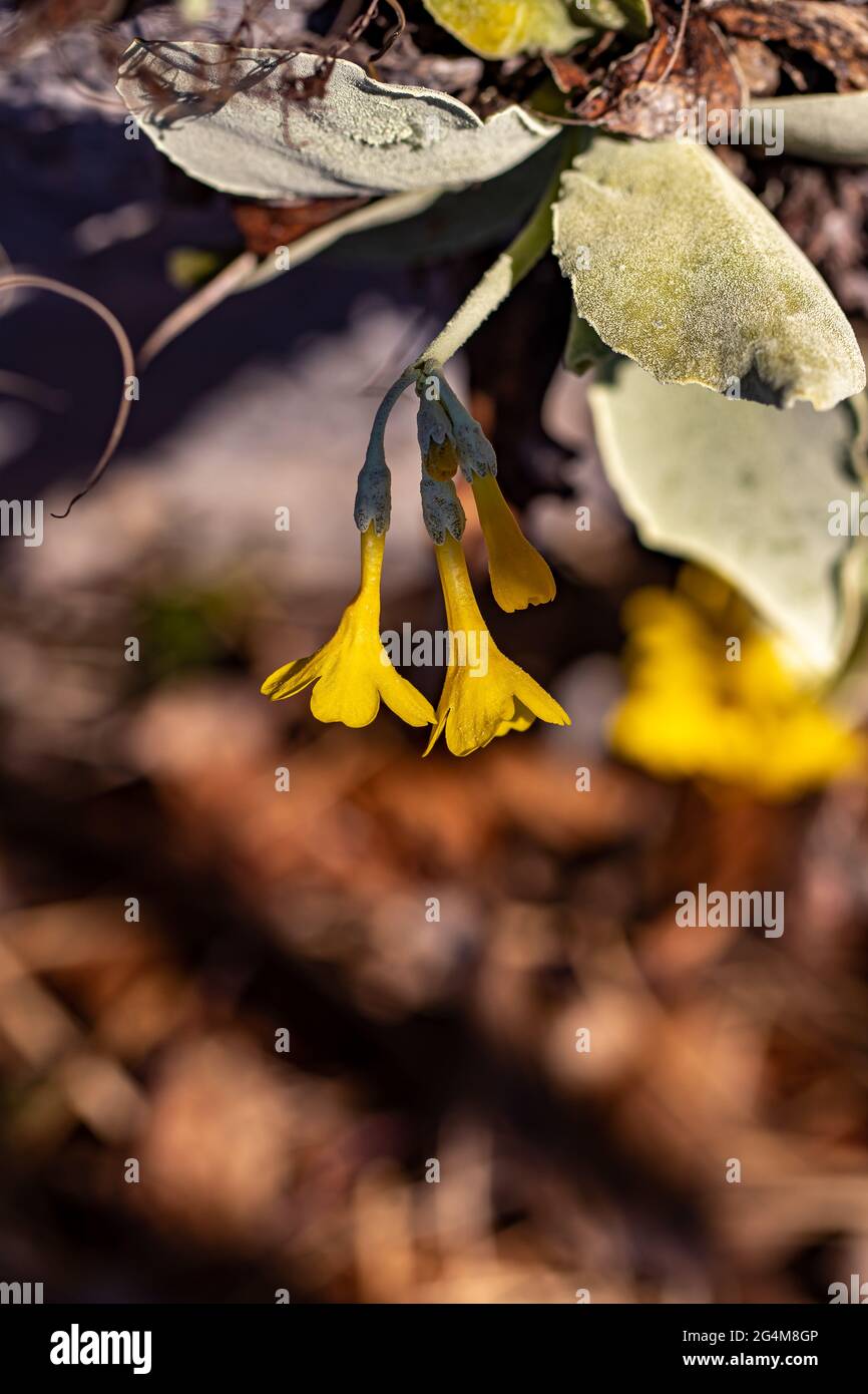 Primula auricula flowers in the forest, close up Stock Photo