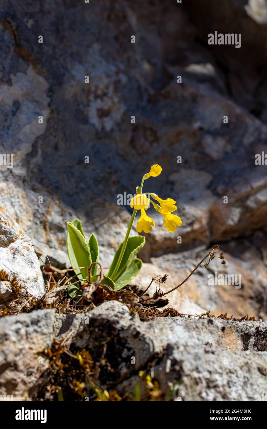 Primula auricula flowers in spring, macro Stock Photo