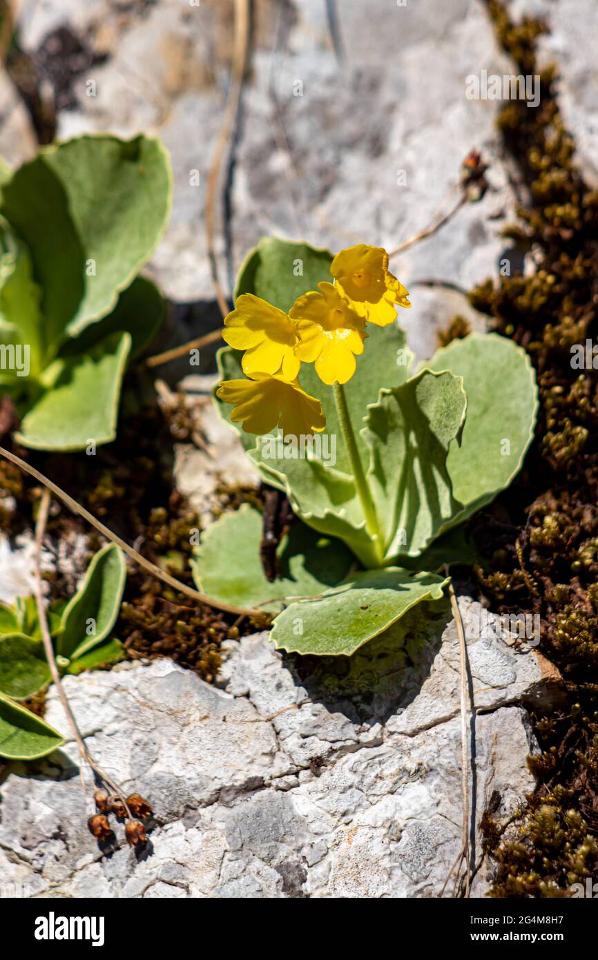 Primula auricula flowers in spring, close up Stock Photo
