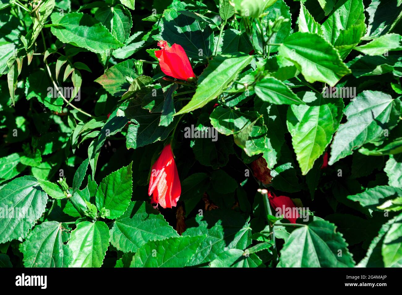 Red exotic flowers and green leaves . Tropical plants background Stock ...