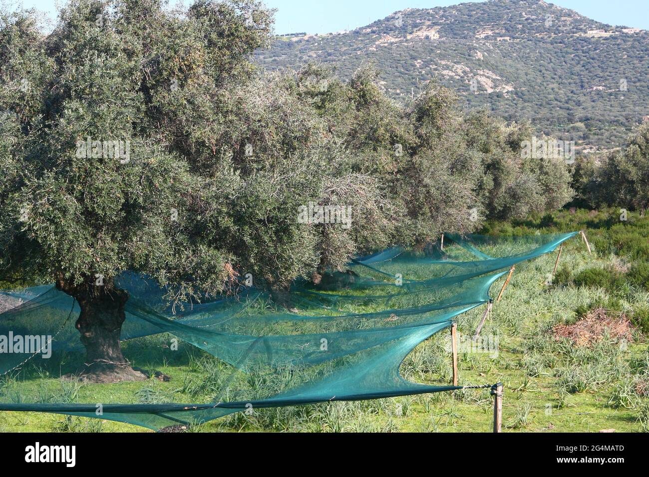 FRANCE. HAUTE CORSE (2B). CULTURE OF OLIVES IN THE NORTH EASTERN CORSICA (BALAGNE). Stock Photo