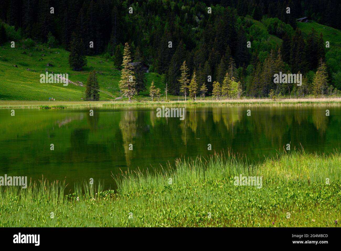 reflection of trees and forest in Lauenensee, Bernese Oberland Stock Photo