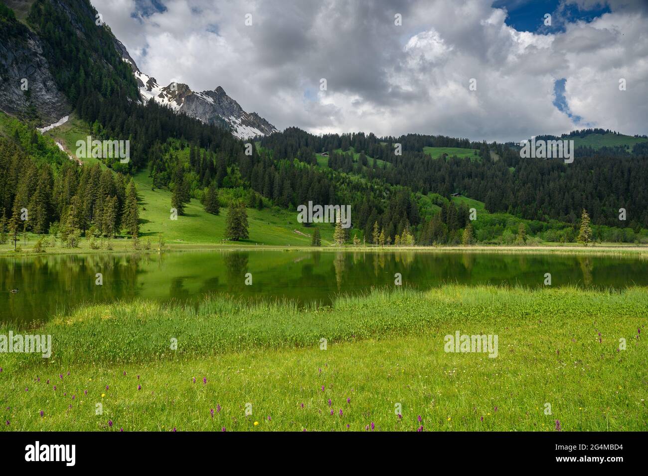 reflection of trees and forest in Lauenensee, Bernese Oberland Stock Photo