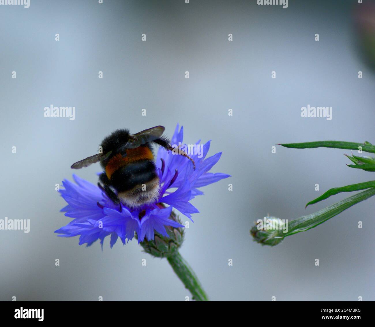 Bees collecting nectar hires stock photography and images Alamy