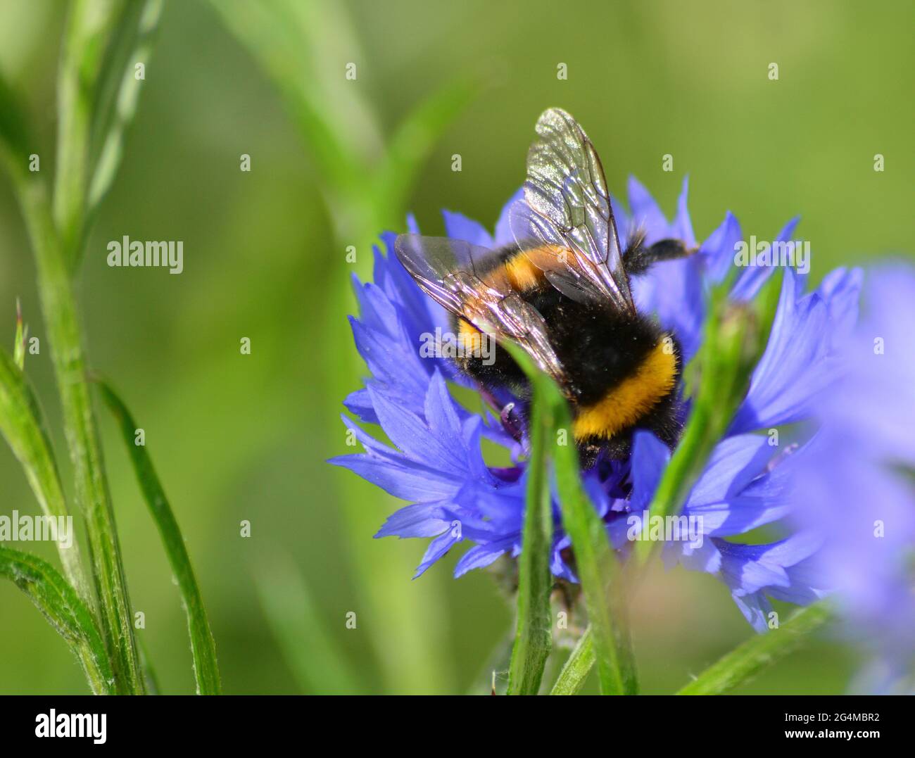 Bees collecting nectar of flowers hires stock photography and images