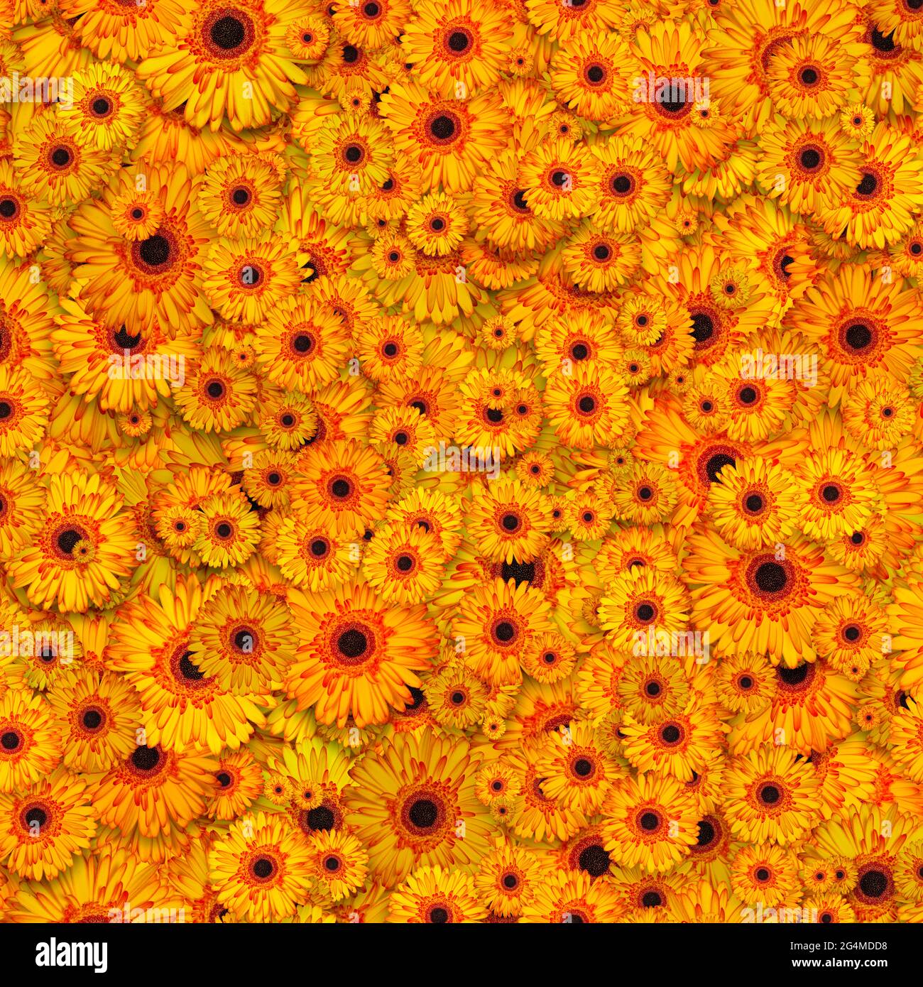 Beautiful Yellow Flowers Background Backdrop Stock Photo Alamy