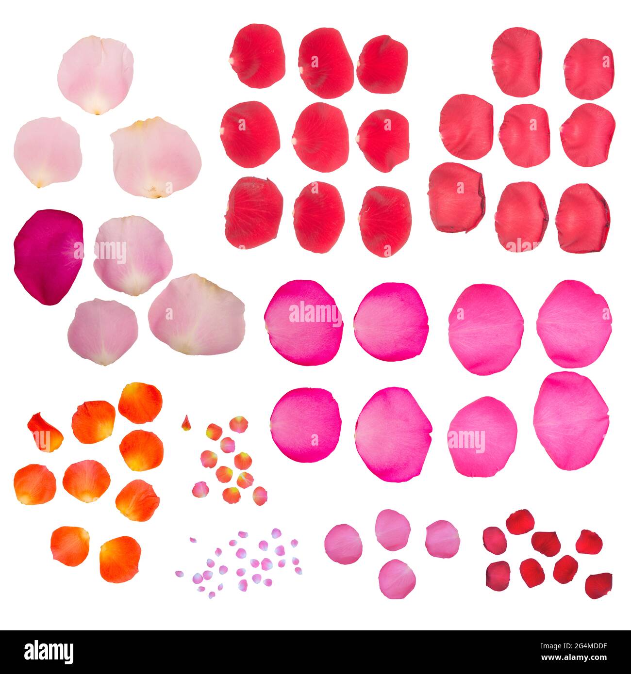 Red Rose Petals Isolated on White Background Stock Photo Alamy