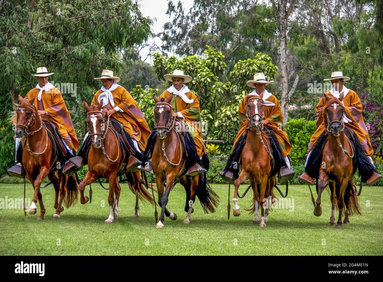 Peruvian Horse riding display at Hacienda Mamacona Stock Photo